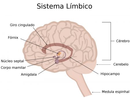 sistema-limbico-450x340