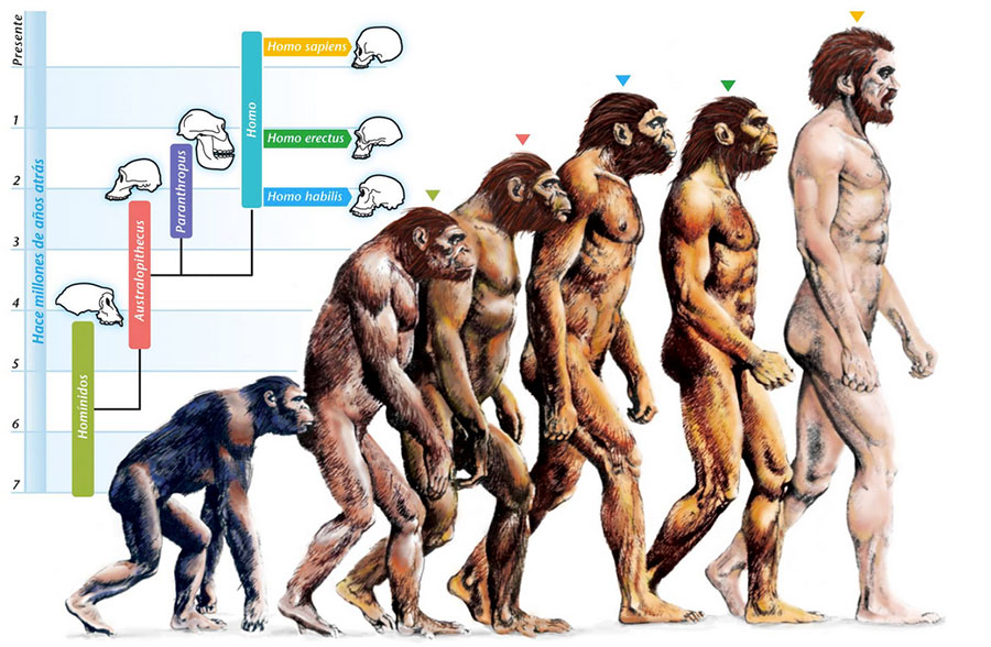 O que é o 'elo perdido' na teoria evolucionista? - Quora